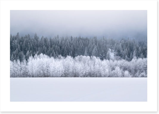 Forests