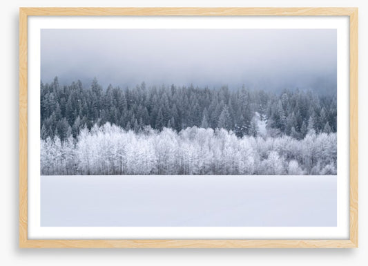 Forests