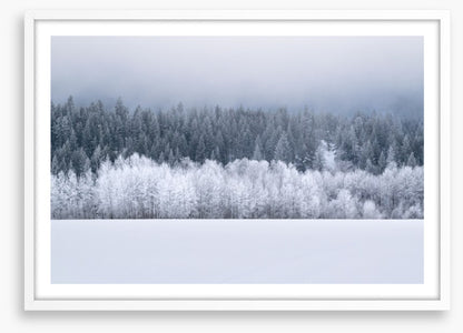 Forests