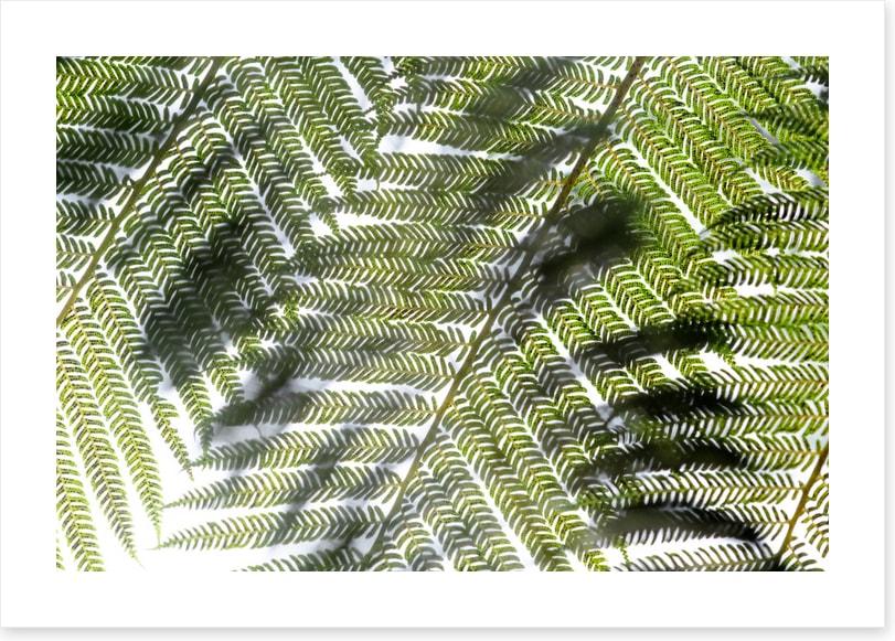 Leaves