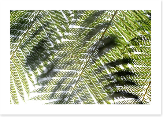 Leaves
