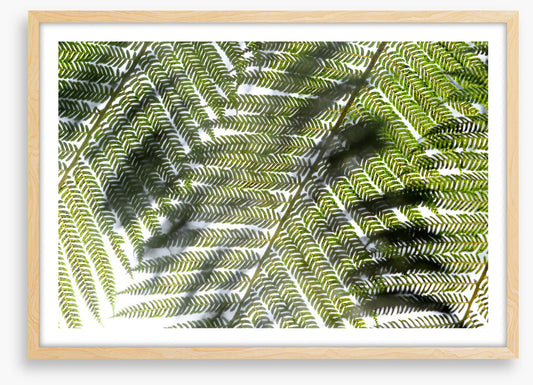 Leaves