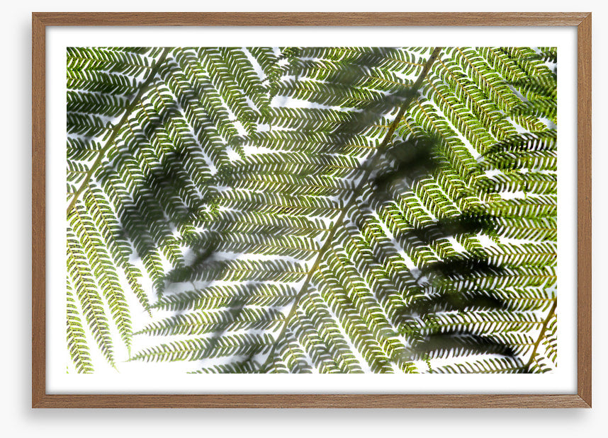 Leaves