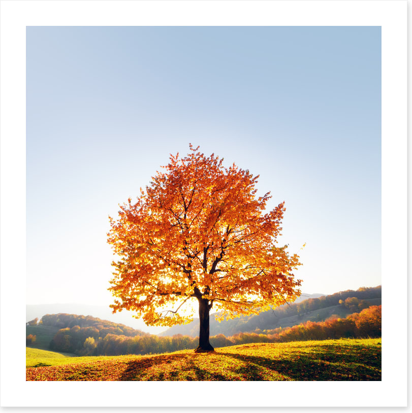 Beauty and the beech