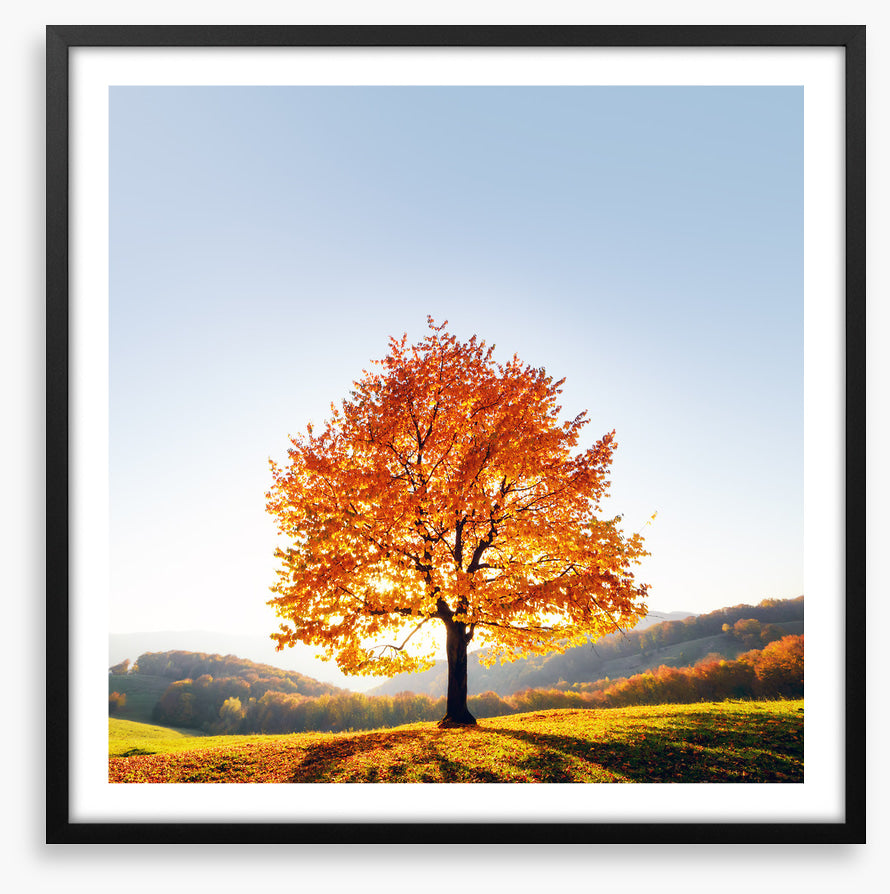 Beauty and the beech
