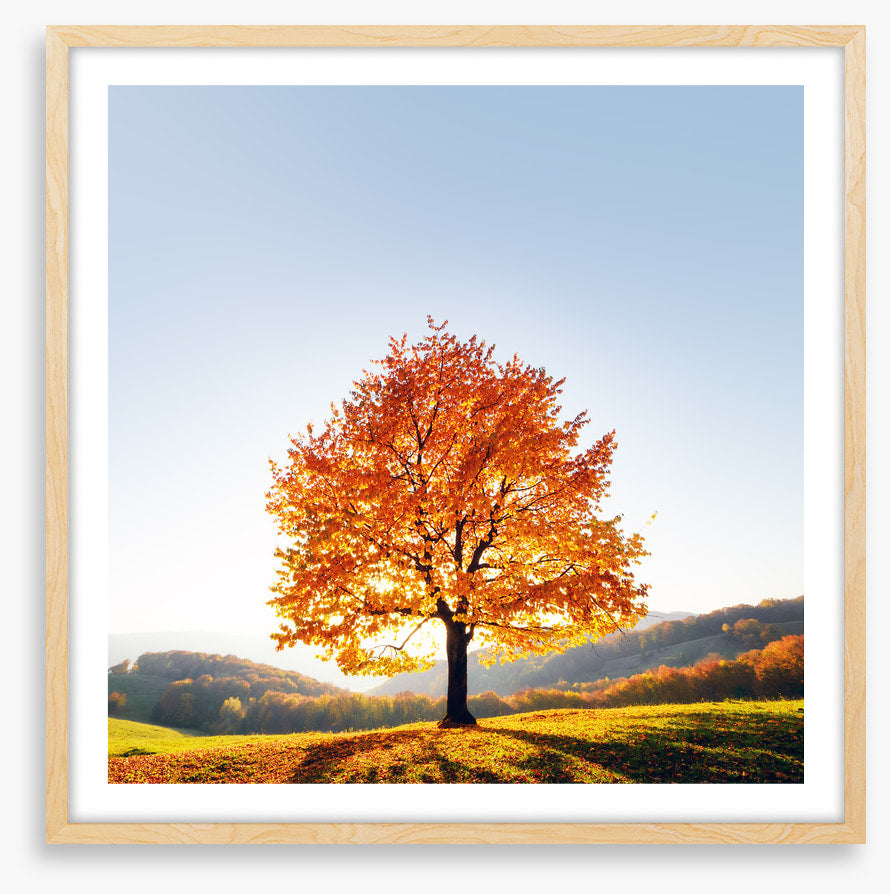 Beauty and the beech