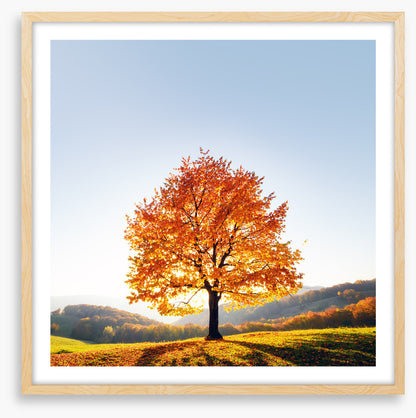 Beauty and the beech