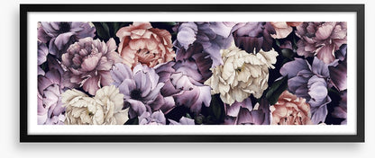 Purple peony panoramic