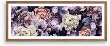 Purple peony panoramic