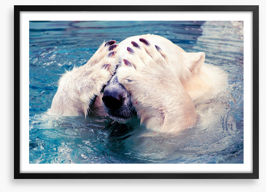 Polar bear peekaboo