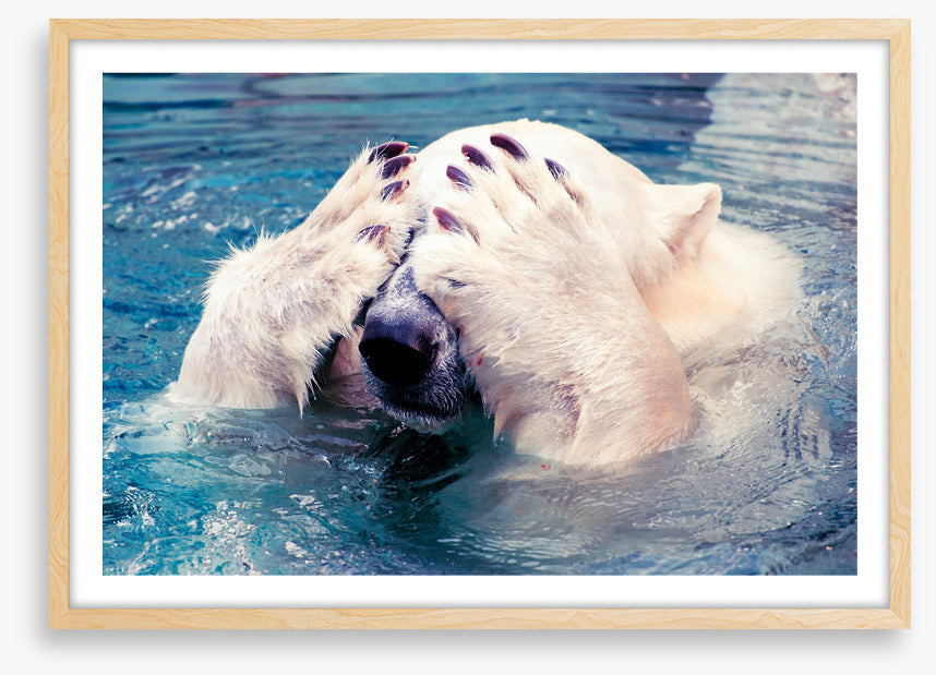 Polar bear peekaboo