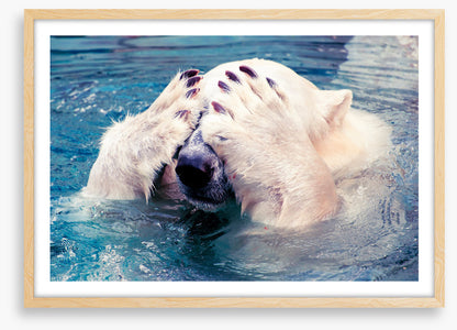 Polar bear peekaboo