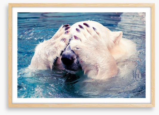 Polar bear peekaboo