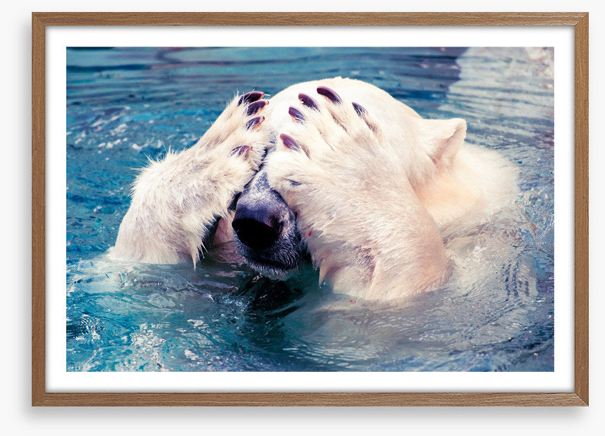 Polar bear peekaboo