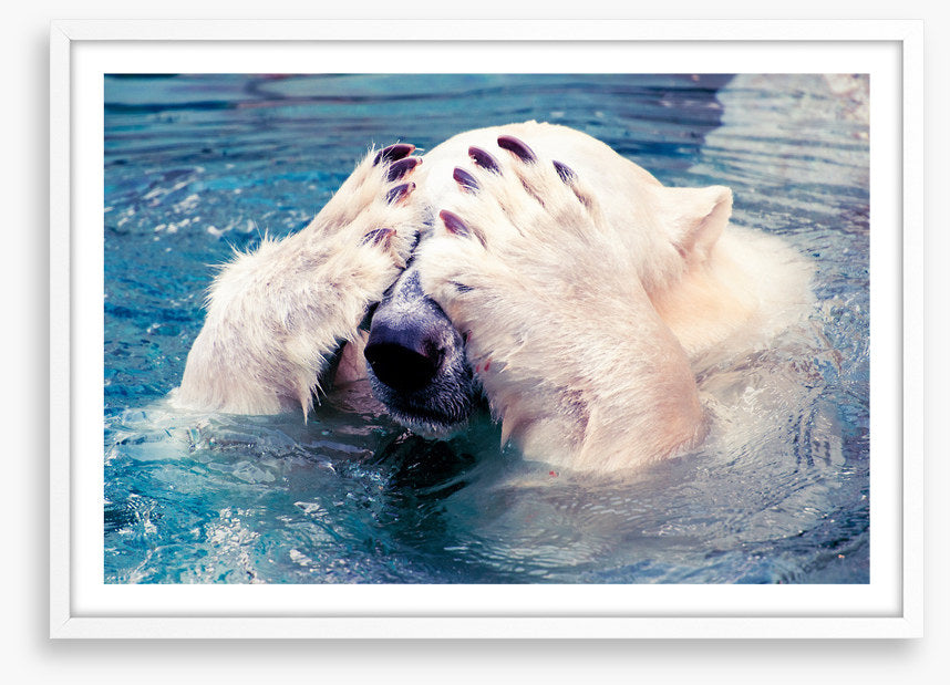 Polar bear peekaboo