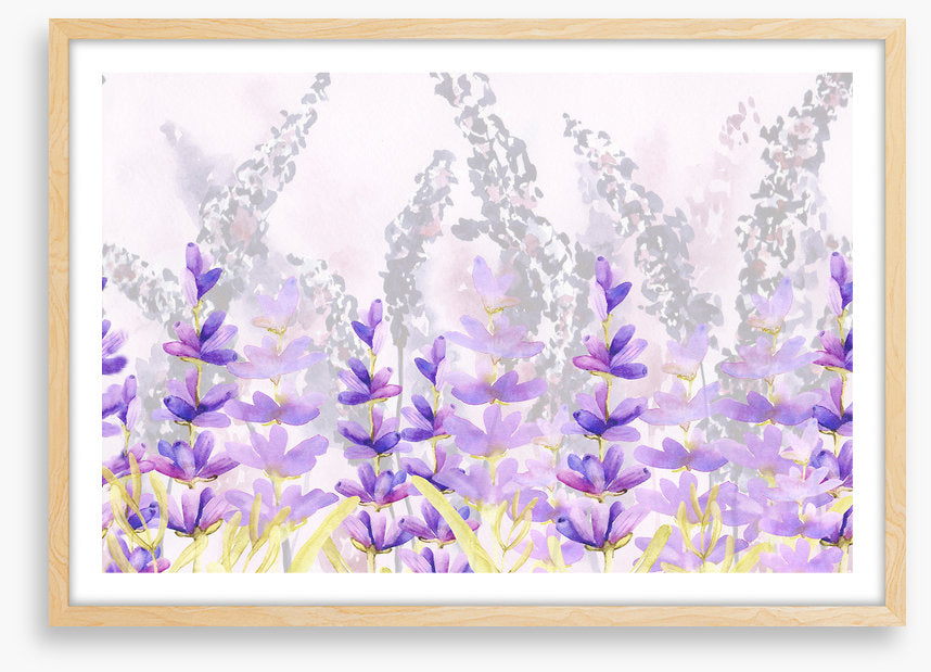 Lovely lavender