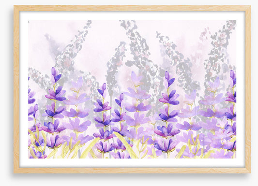 Lovely lavender