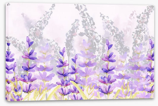 Lovely lavender