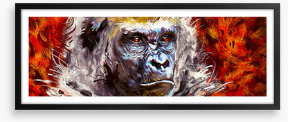 Gorilla gaze