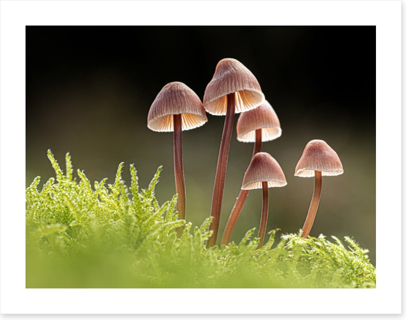 Fungi five