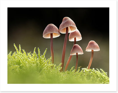 Fungi five