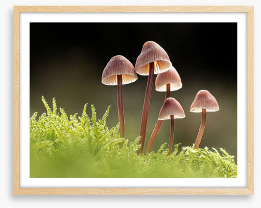 Fungi five