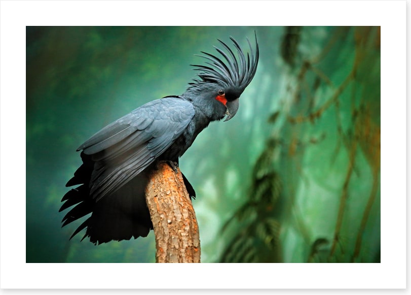 Palm cockatoo