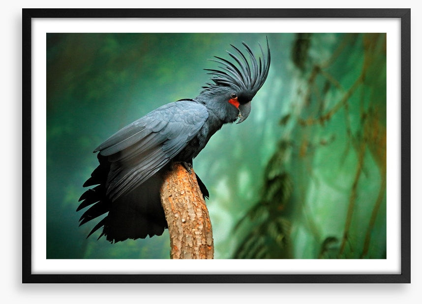 Palm cockatoo