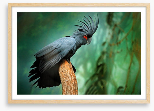 Palm cockatoo