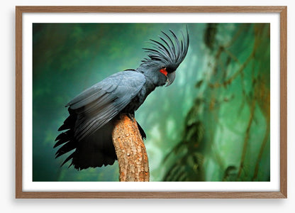 Palm cockatoo