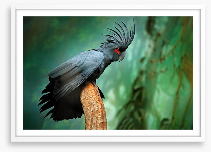 Palm cockatoo