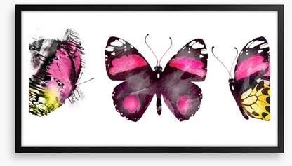 Butterflies