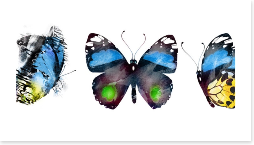 Butterflies