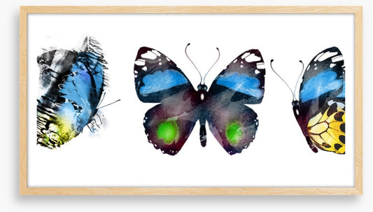 Butterflies