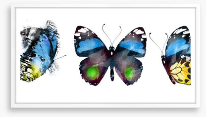 Butterflies