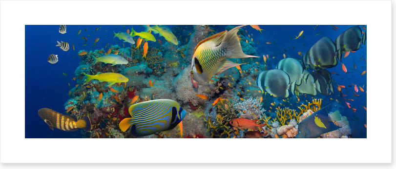 Coral council