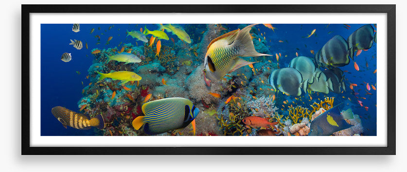 Coral council