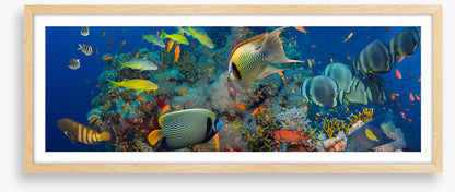 Coral council