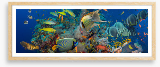 Coral council