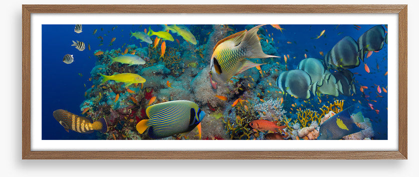 Coral council
