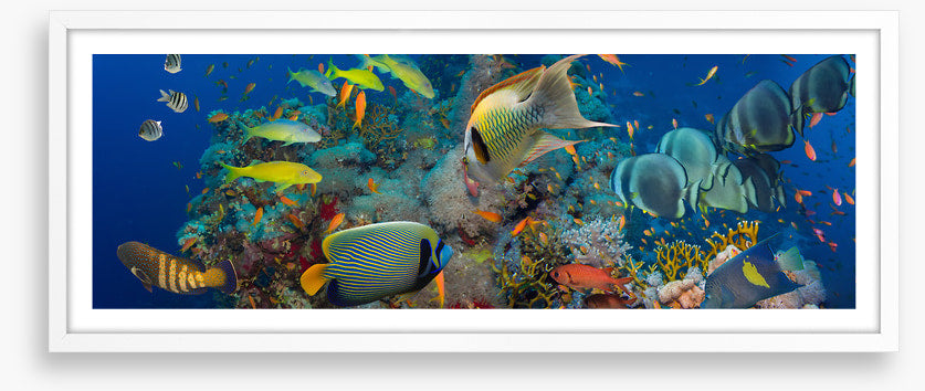 Coral council
