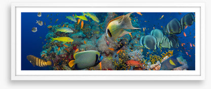 Coral council