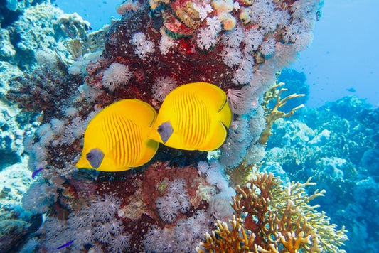 Hiding together
