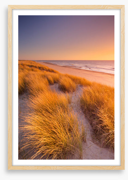 Golden grass sundown