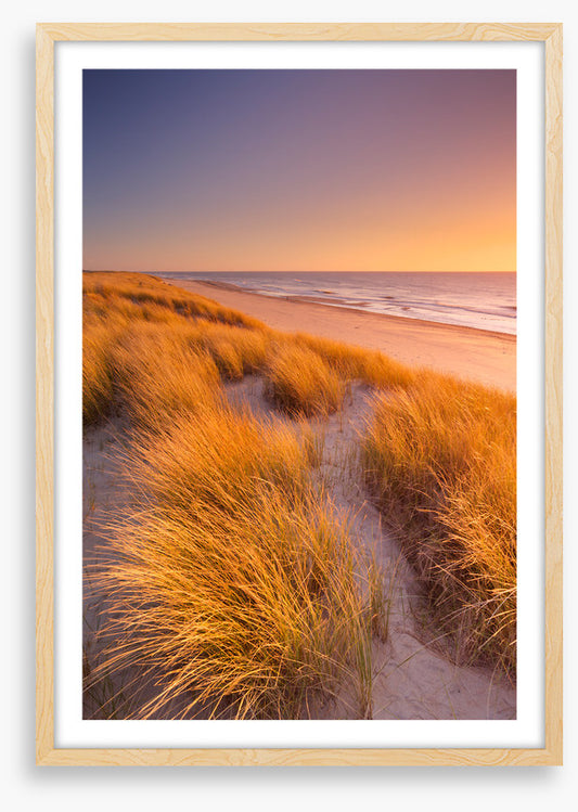 Golden grass sundown
