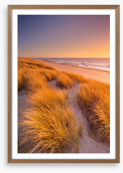 Golden grass sundown