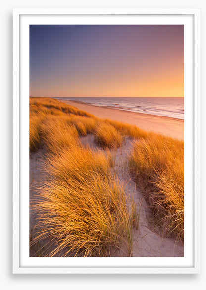 Golden grass sundown