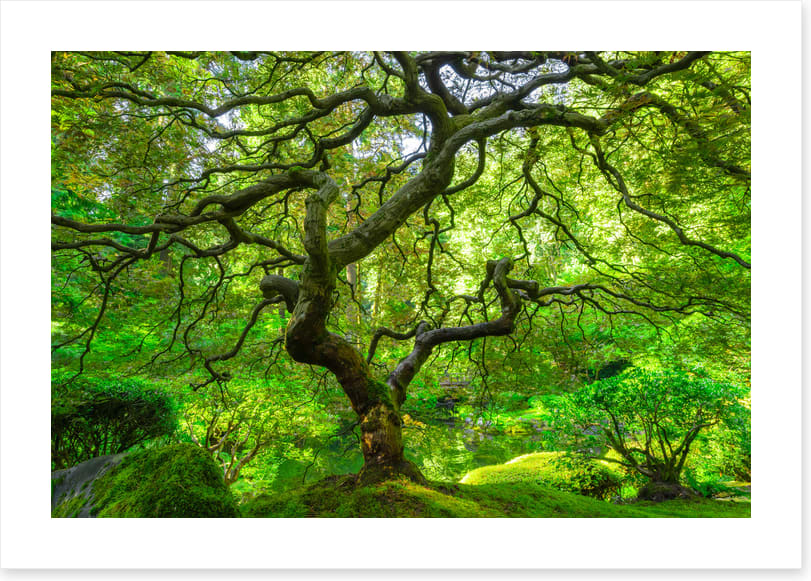 Maple and moss