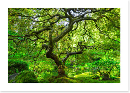 Maple and moss