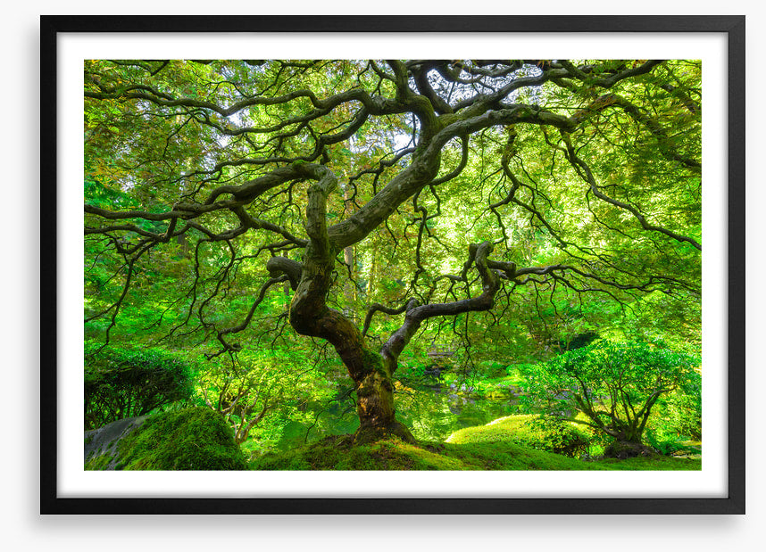 Maple and moss